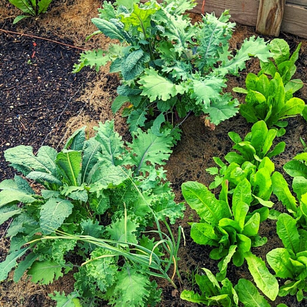 Kale plants in the garden
