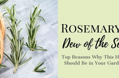 Rosemary Herb: Dew Of The Sea