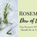 Rosemary Herb: Dew Of The Sea