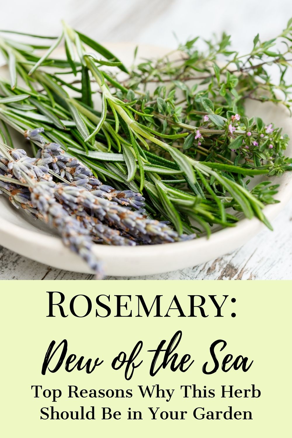 Top Reasons Why Rosemary Should Be In Your Garden