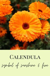 Calendula flower in full bloom