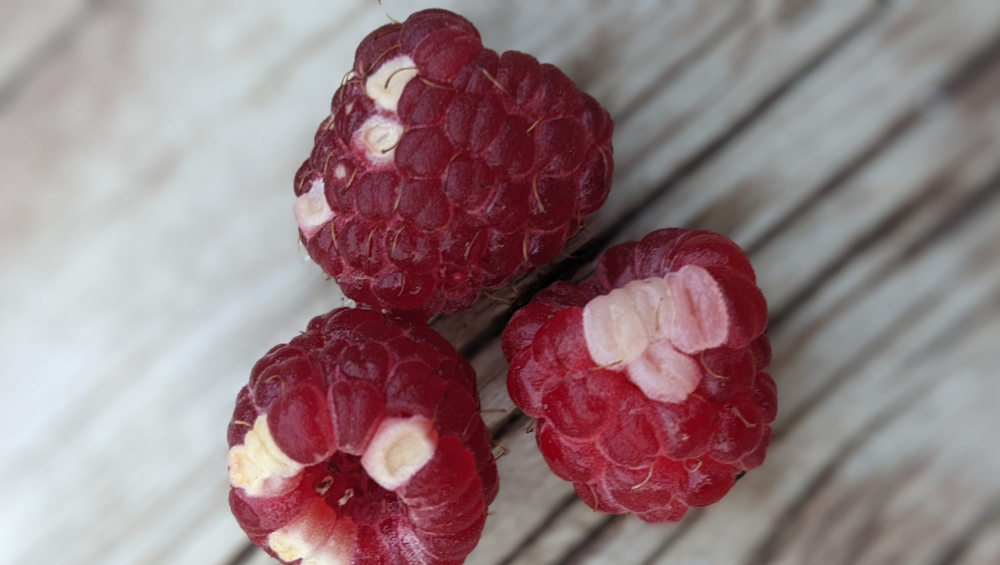 raspberries with white drupelet syndrome