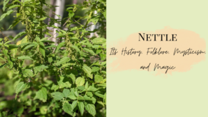 Mature Stinging Nettle Urtica dioica Plant