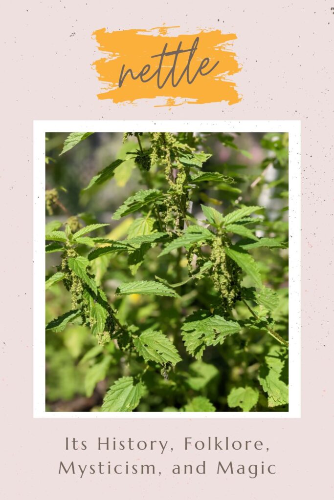 Nettle Plant Urtica dioica
