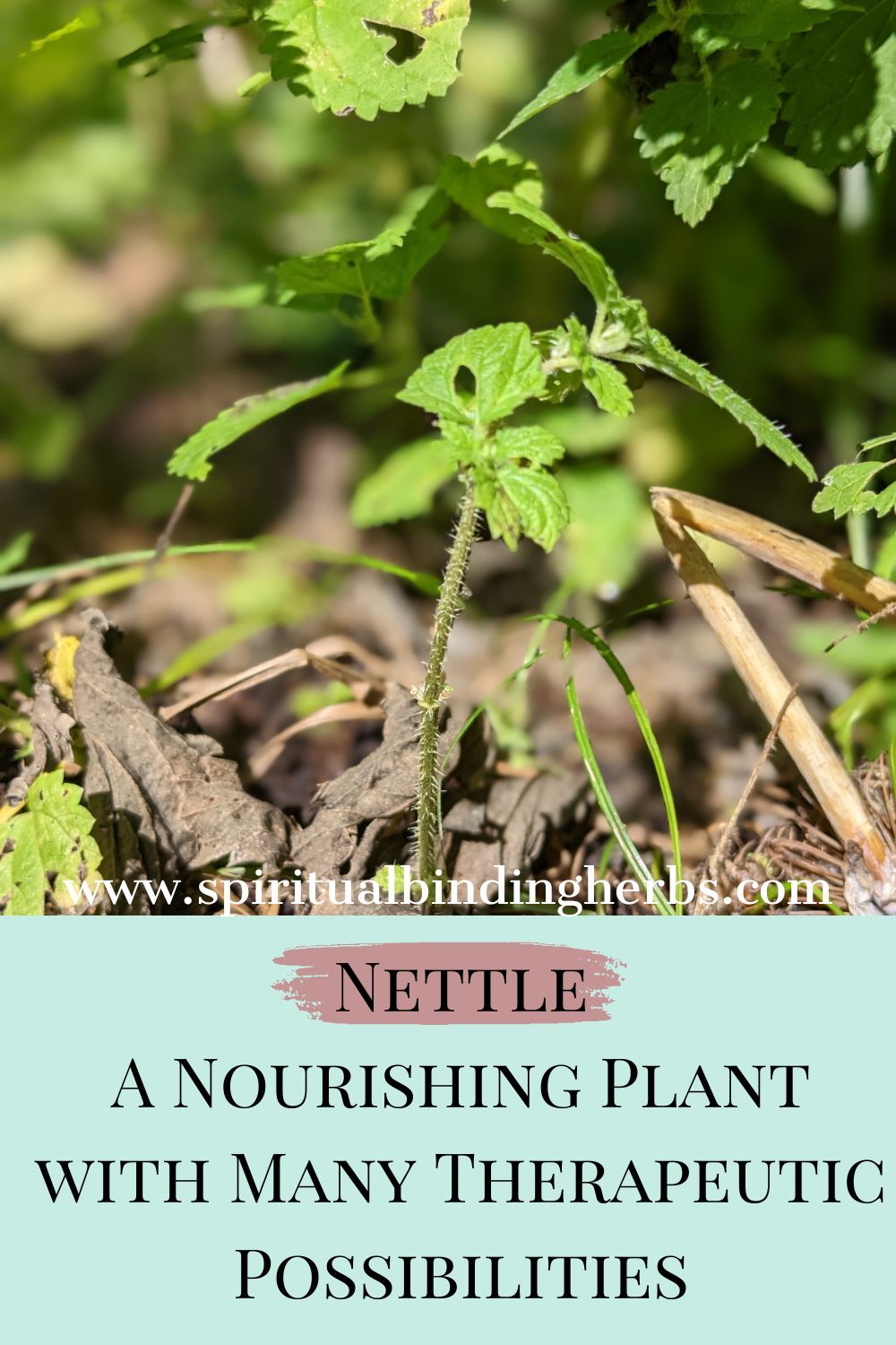 Nettle – A Nourishing Plant and Its Therapeutic Possibilities