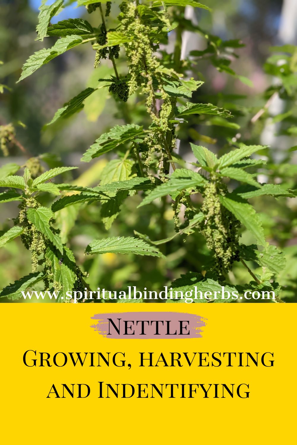 Nettle – Identification, Growing, Harvesting & Parts Used