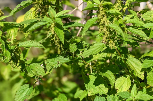 Nettle Urtica dioica Full Plant
