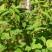 Nettle Urtica dioica Full Plant
