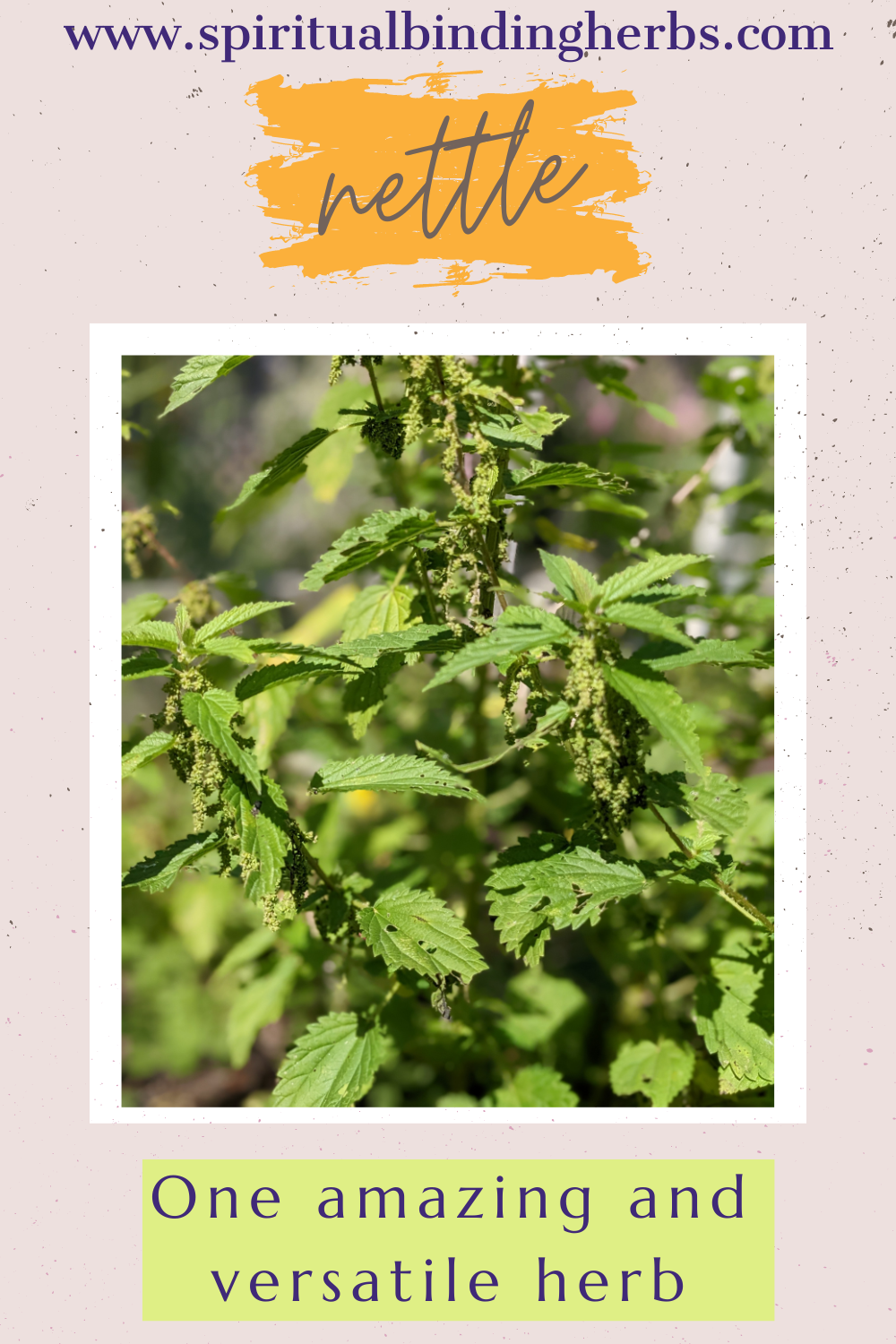 Nettle - One Amazing and Versatile Herb